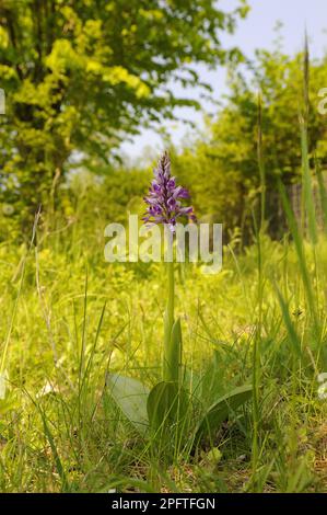 Military Orchid (Orchis militaris) flowering, Buckinghamshire, England, United Kingdom Stock Photo
