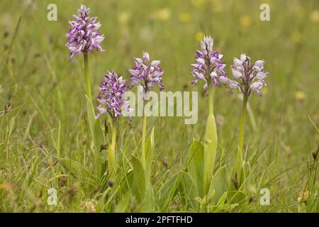 Military Orchid (Orchis militaris) flowering, Vercors, French Alps, France Stock Photo
