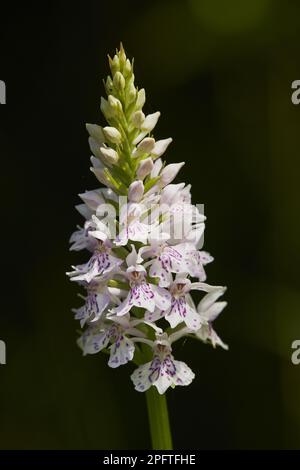 Common spotted orchid (Dactylorhiza fuchsii), close-up of the flower spike growing in woodland, Shropshire, England, United Kingdom Stock Photo