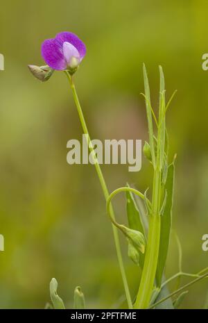 Caley pea, Hairy vetchling (Lathyrus hirsutus), Butterfly plant, Romania Stock Photo