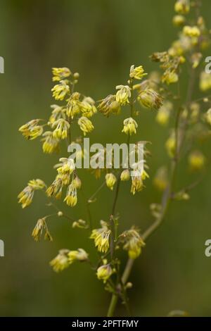 Lesser meadow-rue (Thalictrum minus), Ranunculaceae, Lesser meadow-rue flowering, Romania Stock Photo