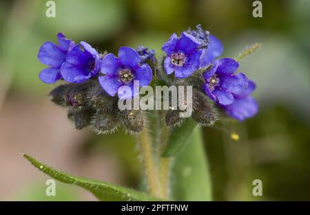 Narrow-leaved lungwort (Pulmonaria longifolia) close-up of at native site, Dorset, England, United Kingdom Stock Photo