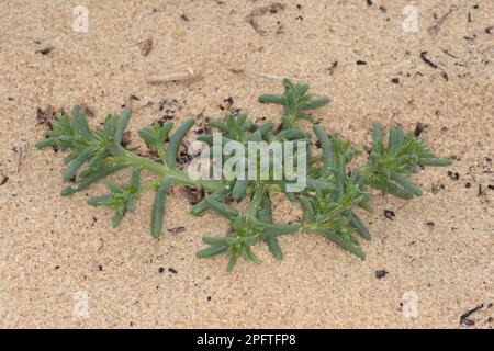 Prickly Saltwort (Salsola kali) growing on sandy shore strandline, Studland, Isle of Purbeck, Dorset, England, United Kingdom Stock Photo