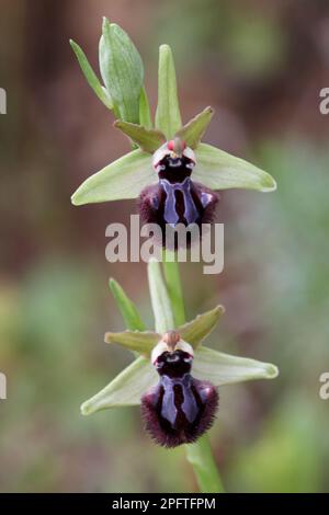 Black ophrys (Ophrys incubacea) Close-up of flowers and buds, Sicily, Italy Stock Photo