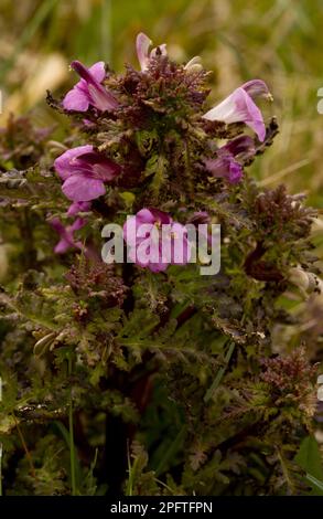 Marsh lousewort (Pedicularis palustris), Marsh lousewort flowering, Market Weston Fen, Market Weston, Little Ouse Valley, Suffolk, England, United Stock Photo
