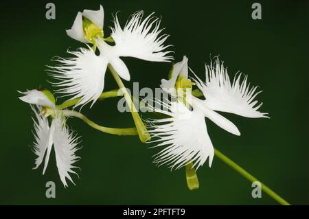 Pecteilis radiata, Japanese Birdflower, White Birdflower, Orchids, Egret Orchid (Habenaria radiata) close-up of flowers Stock Photo