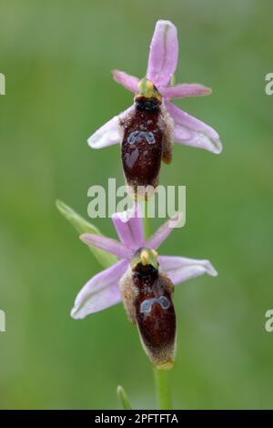 Crescent orchid (Ophrys lanulata) close-up of flowers, with raindrops, Sicily, Italy Stock Photo