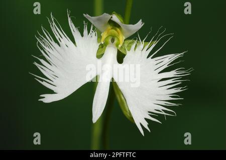 Pecteilis radiata, Japanese Birdflower, White Birdflower, Orchids, Egret Orchid (Habenaria radiata) close-up of flower Stock Photo