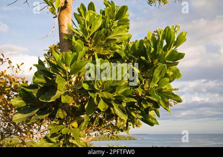 Mangium wattle (Acacia mangium) introduced species, close-up of leaves, Palawan Island, Philippines Stock Photo