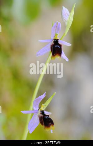Moon orchid (Ophrys lunulata) close-up of flowers, Sicily, Italy Stock Photo