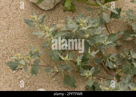 Frosted Orache (Atriplex laciniata) flowering, growing at tideline on sandy shore Stock Photo