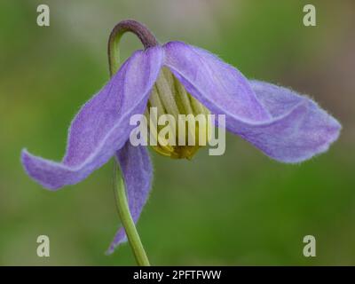 Blue clematis (Clematis occidentalis) close-up of flower, growing in coniferous forest, Bryce Canyon N. P. utricularia ochroleuca (U.) (U.) S. A Stock Photo