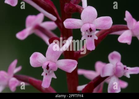 Branciforti's orchid (Orchis brancifortii) close-up of flowers, Sicily, Italy Stock Photo
