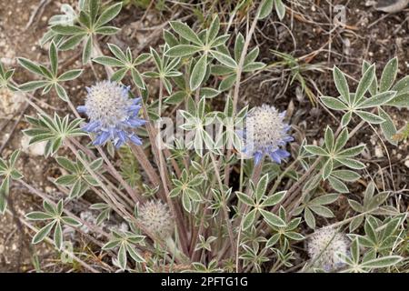 Ashland Lupin (Lupinus lepidus var. ashlandensis) flowering, Mount Ashland, Oregon (U.) S. A Stock Photo