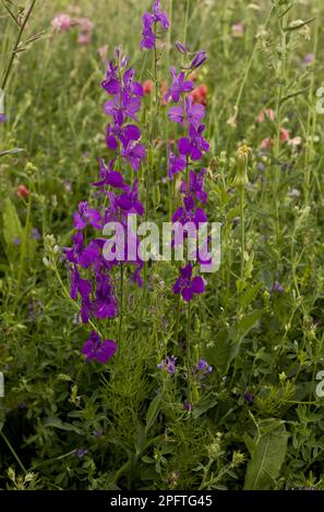 Purple Larkspur (Consolida orientalis) flowering, growing in cornfield, Anatolia, Turkey Stock Photo