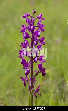 Loose-flowered Orchid (Orchis laxiflora) flowering, Sardinia, Italy Stock Photo