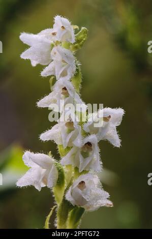 Creeping Lady's Tresses (Goodyera repens) close-up of flowerspike, Loch Garten RSPB Reserve, Abernethy Forest, Cairngorms N. P. Inverness-shire Stock Photo