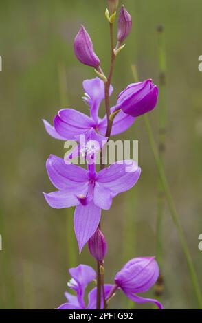 Tuberous grass-pink (Calopogon tuberosus), close-up of flowers growing in wet grassland, Ontario, Canada Stock Photo