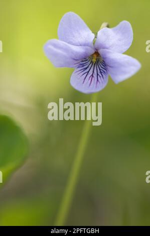 Marsh Violet, Marsh Violet, Violet family, Marsh Violet (Viola palustris) flowering, Italy Stock Photo