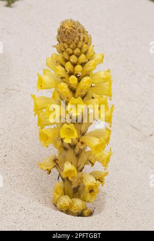 Yellow Broomrape (Cistanche phelypaea) flowering, parasitic on Chenopodiaceae, growing on coastal sand dune, Lanzarote, Canary Islands Stock Photo