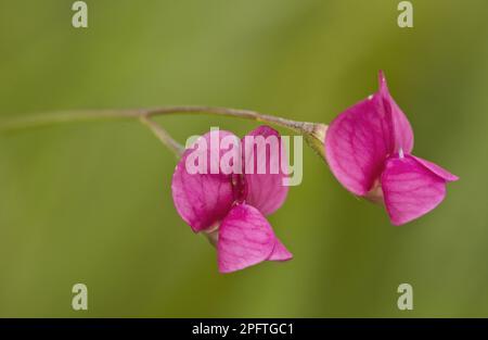 Grass Vetchling (Lathyrus nissolia) close-up of flowers, growing in grassland, Romania Stock Photo