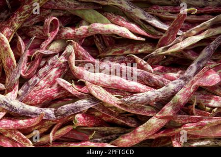 Fire Bean, scarlet runner bean (Phaseolus coccineus), Butterfly Bean, Runner Bean red variety, pods on market stall, Lake Maggiore, Piedmont, Italy Stock Photo