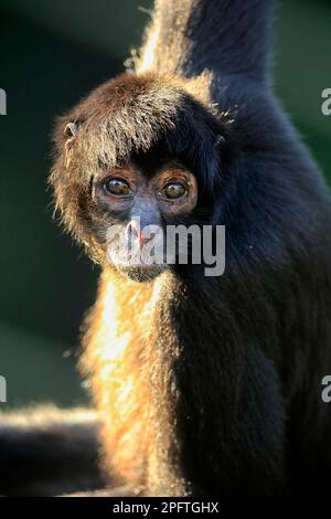 Black-headed spider monkey, colombian spider monkey (Ateles fusciceps robustus) Stock Photo