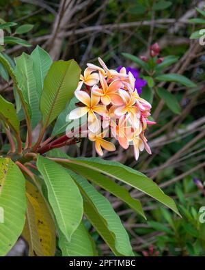 Beautiful fragrant Frangipani tree flowers, orange pink yellow colours, a bunch on the tree, green leaves Stock Photo