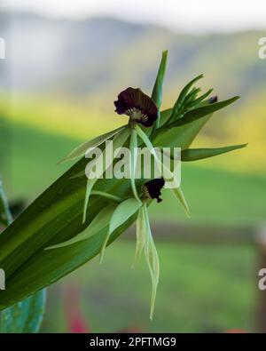Unusual looking dark red purple Clamshell, Black or Octopus Orchids and Green Leaves, blurred green and Yellow garden background Stock Photo