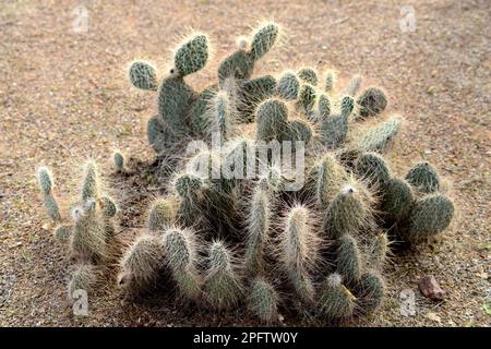 Large and widespread green prickly pear cactus Stock Photo