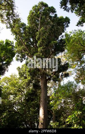 Kauri Pine Tree in the Park Stock Photo