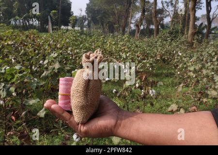 peruvian pima cotton farm with money bag for harvest are cash crops Stock Photo