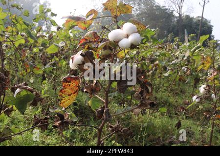 peruvian pima cotton on tree in farm for harvest are cash crops Stock Photo