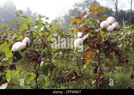 peruvian pima cotton on tree in farm for harvest are cash crops Stock Photo