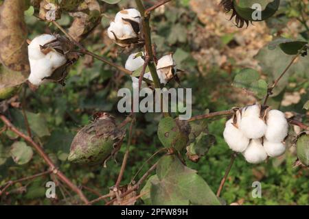 peruvian pima cotton on tree in farm for harvest are cash crops Stock Photo