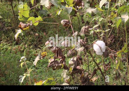 peruvian pima cotton on tree in farm for harvest are cash crops Stock Photo