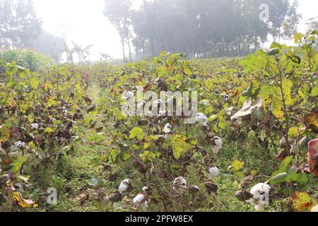 peruvian pima cotton on tree in farm for harvest are cash crops Stock Photo