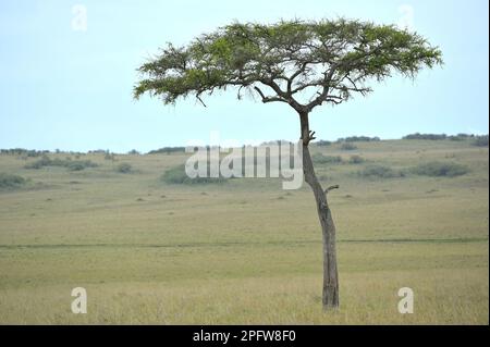 Iconic Safari in the epic Masai Mara, Narok Kenya KE Stock Photo