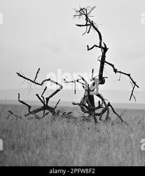 Iconic Safari in the epic Masai Mara, Narok Kenya KE Stock Photo