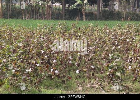 peruvian pima cotton on tree in farm for harvest are cash crops Stock Photo