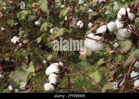 peruvian pima cotton on tree in farm for harvest are cash crops Stock Photo