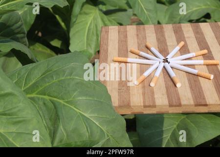 cigarette on table in tobacco farm for harvest are cash crops Stock Photo