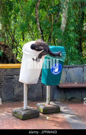 A black capuchin monkey (Sapajus nigritus) trying to open a white garbage can in Iguazu National Park, Puerto Iguazu, Argentina. Stock Photo