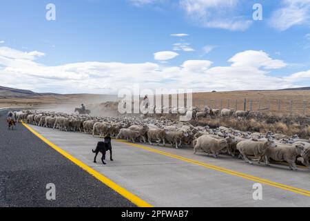Patagonia, Chile - February 6, 2023: Sheep dogs helping two shepherds on horseback driving a herd of sheep back to the farm Stock Photo
