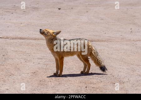 A culpeo fox at the valley of the Moon, Chile. Stock Photo