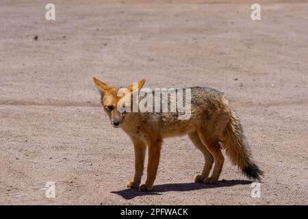 A culpeo fox at the valley of the Moon, Chile. Stock Photo