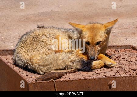 A culpeo fox at the valley of the Moon, Chile. Stock Photo