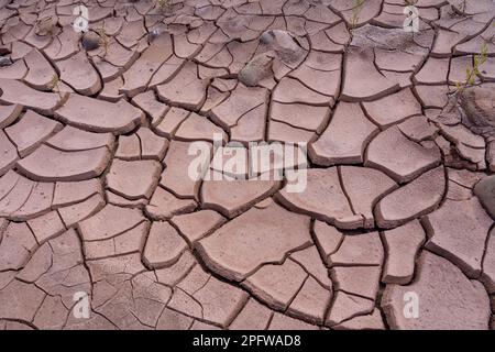 Close up of dried brown mud with plants growing from the cracks. Stock Photo