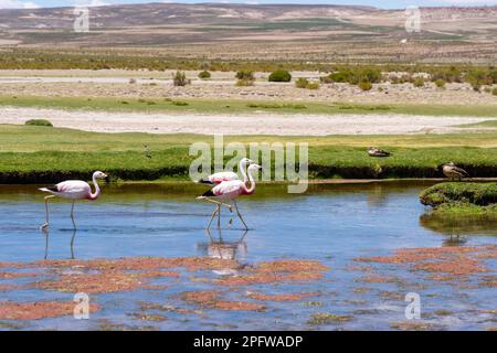 Three Anande flamingos walking in the shallow water of a red color river in Torres del Paine NP, Chile. Stock Photo