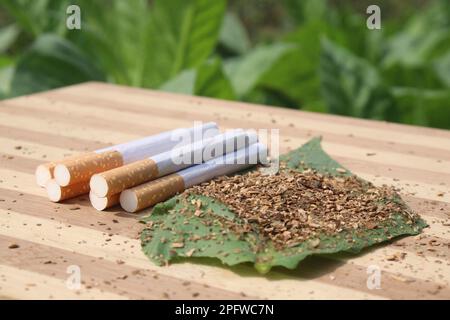 raw tobacco cigarettes raw tobacco leaf with cigarette on farm for harvest are cash crops Stock  Photo